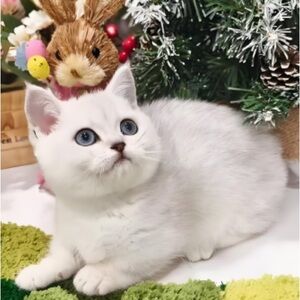 Meet your Posher, Millard